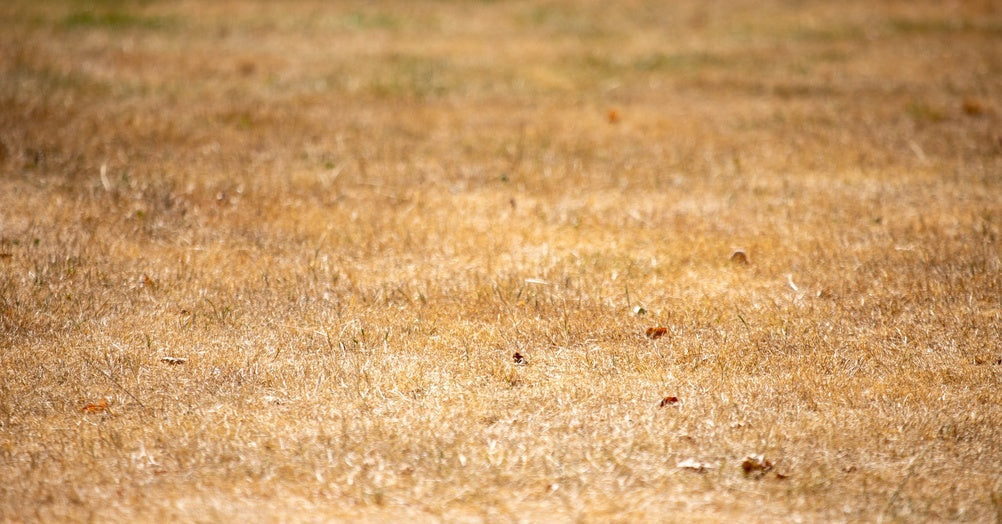 How to Bring Your Lawn Back After the Hottest Summer on Record (Autumn Lawn Recovery, the Yard Bros Way)