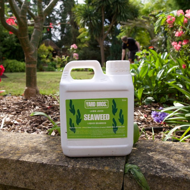 Container of Yard Bros Seaweed fertiliser on a stone ledge with garden in background